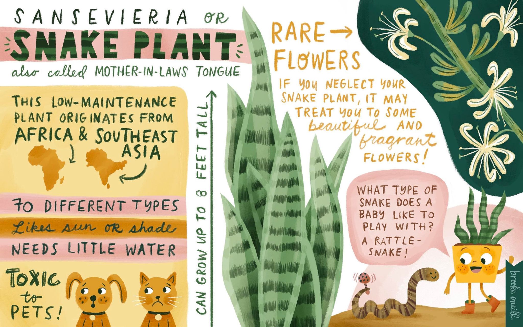 BROOKE ONEILL BC22AUGUST 1