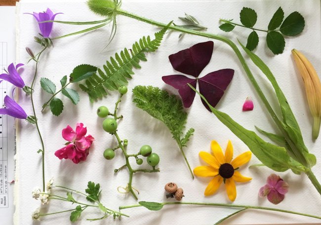 FREE class on composition for illustrators using flowers - image shows a variety of wild flowers and leaves on a white background