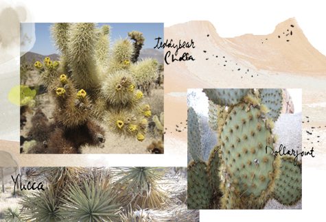 See artist Linda Ketelhut's sketchbook from Joshua Tree 2 A page from Linda Ketelhut's photo diary from Joshua Tree