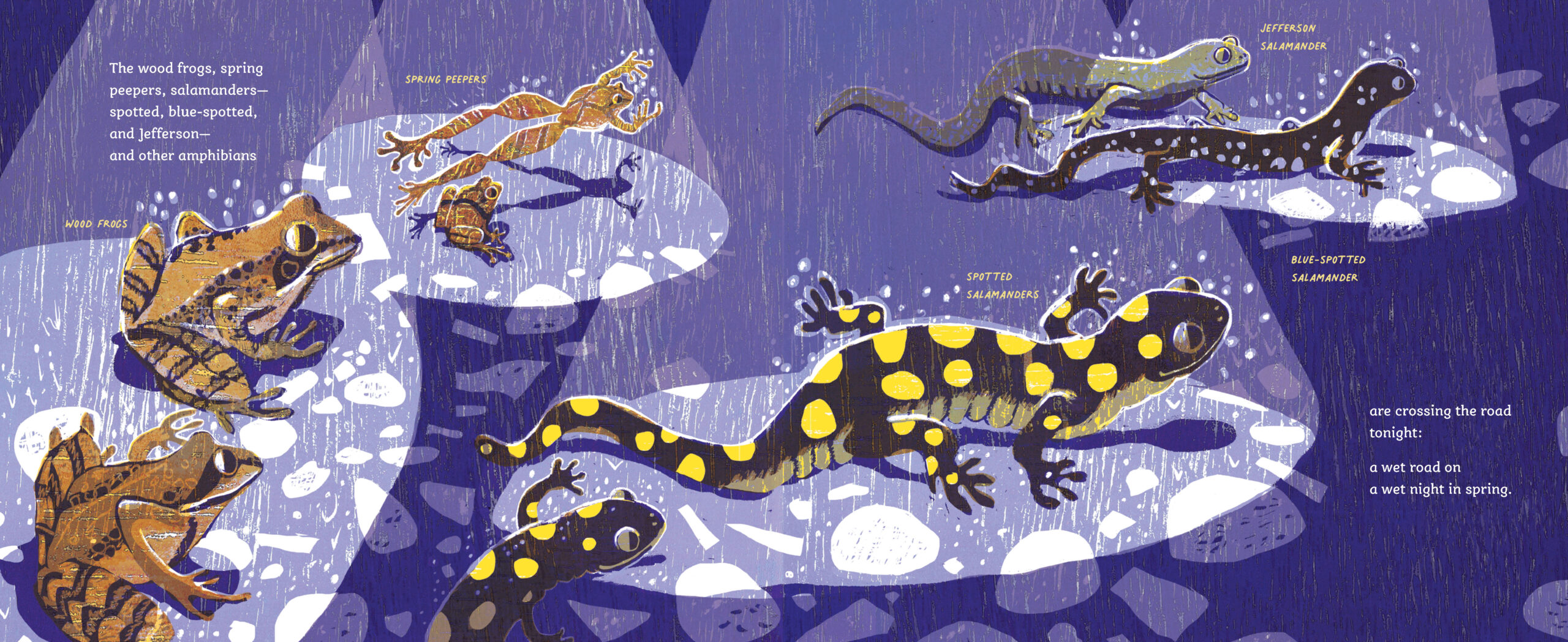 SC amphibians high res