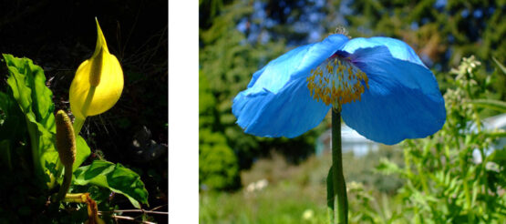 blog2 trina inschriach yell Make Art That Sells Using natural inspiration to make a repeat floral pattern