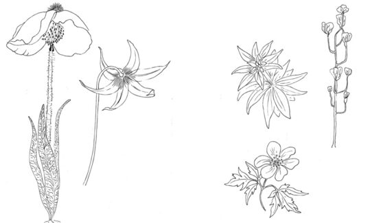 trina flower sketches Make Art That Sells Using natural inspiration to make a repeat floral pattern